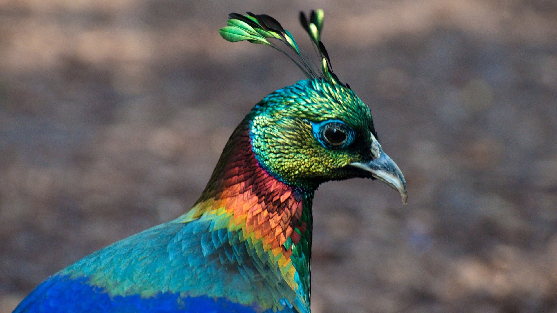 Everest Birdwatching & Everest Base Camp Trip