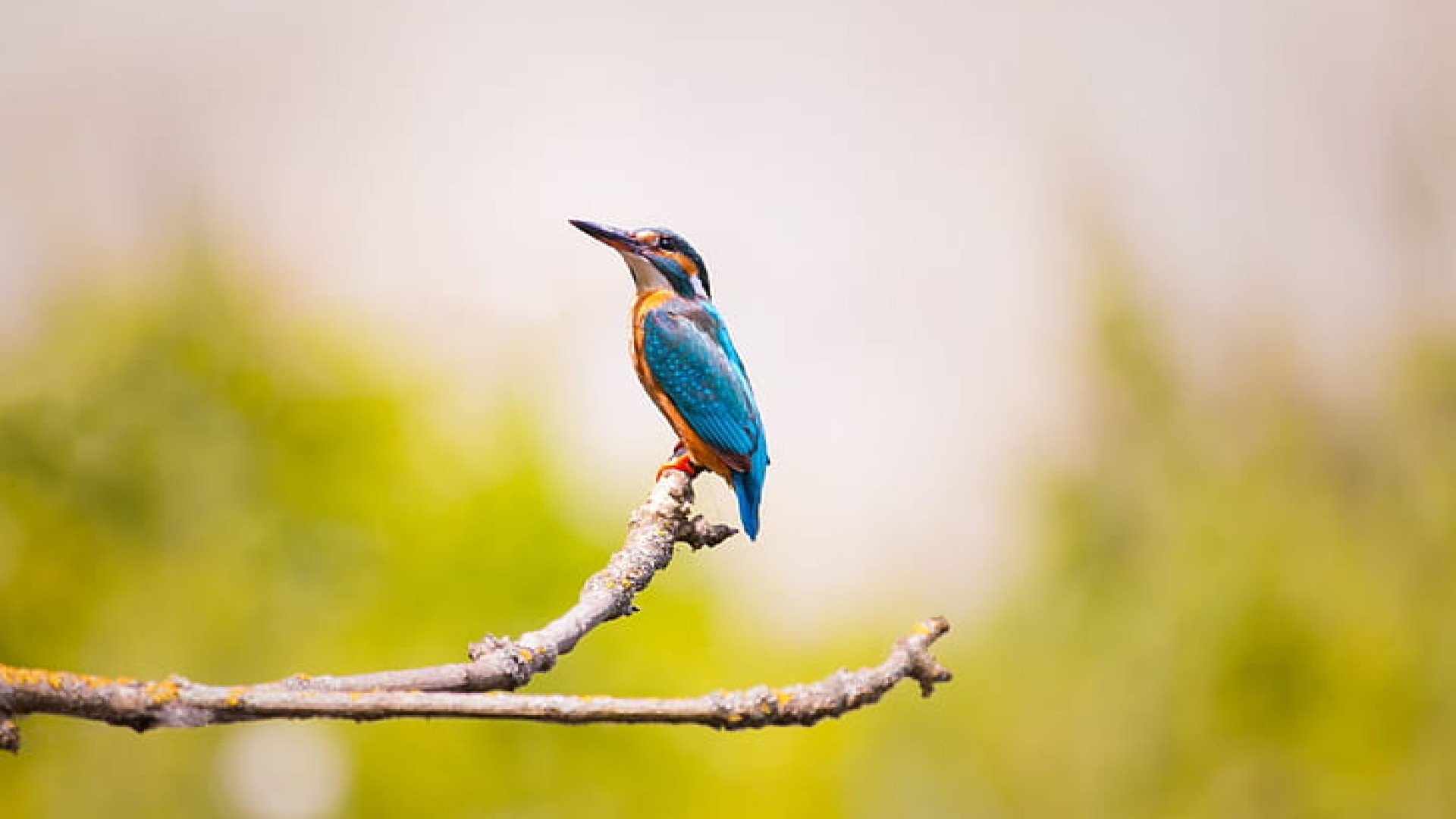 Koshi Tappu Birdwatching Tour