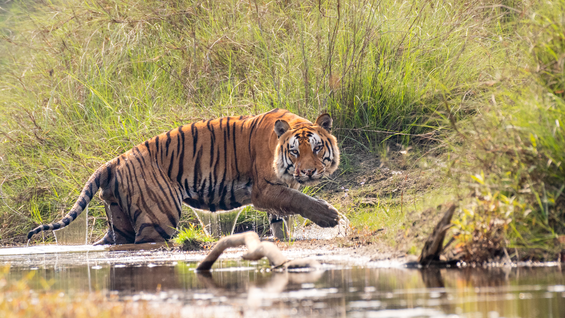 Bardiya National Park Jungle Safari