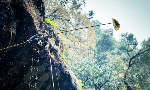  Mad Honey Hunting