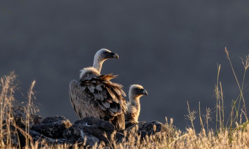  Annapurna Raptors Photography Tour
