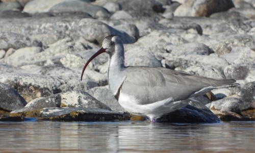  Ibisbill Tour in Nepal: A Unique Birdwatching Experience