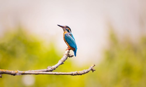  Koshi Tappu Birdwatching Tour