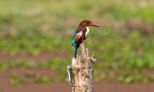  Nepal Bird Photography and Bird Watching Tour