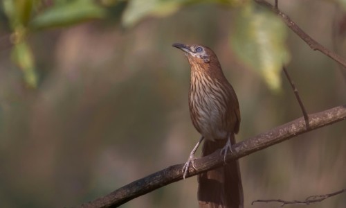  Nepal Spiny Babbler Tour