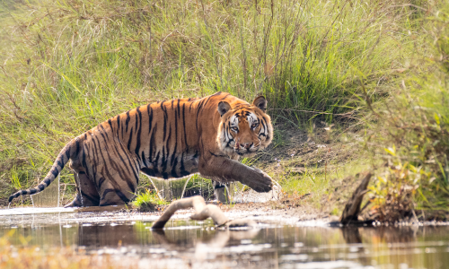 Bardiya National Park Jungle Safari