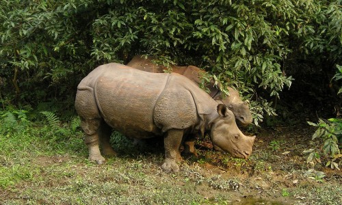 Chitwan National Park Jungle Safari