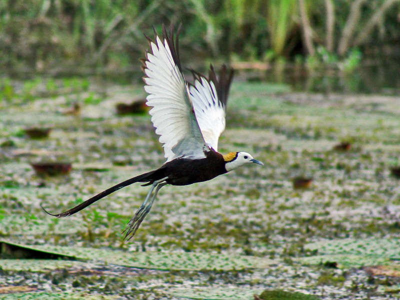 Bird Watching In Nepal