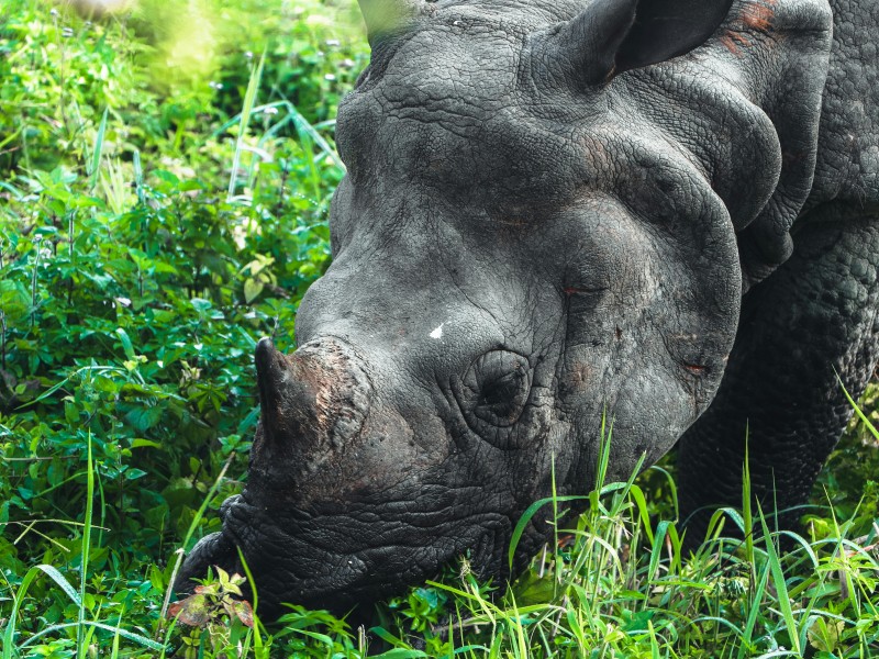 "Wildtrack Expeditions: Jeep Safari/Nature Walks"