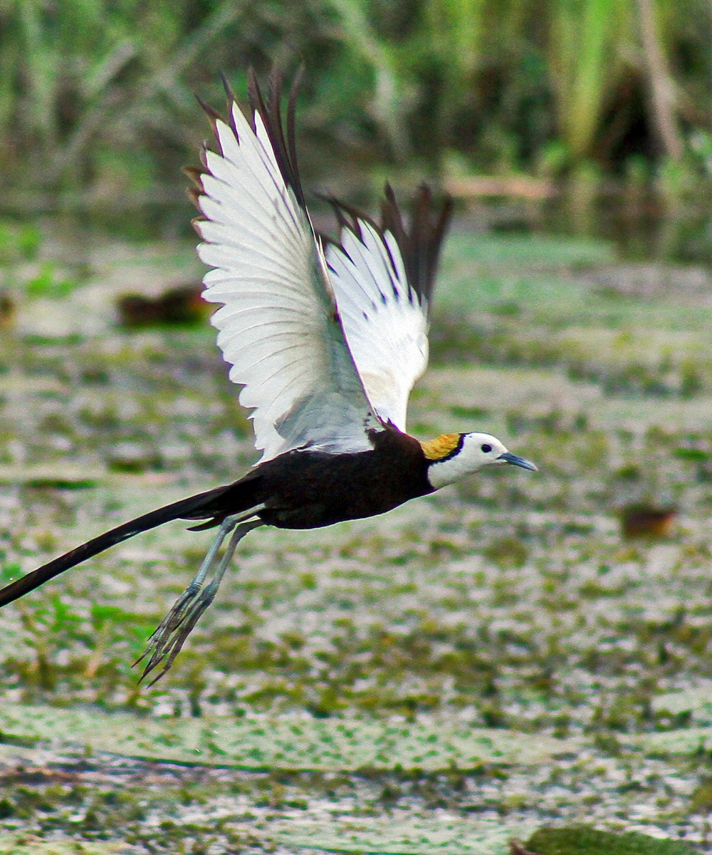 Bird Watching In Nepal