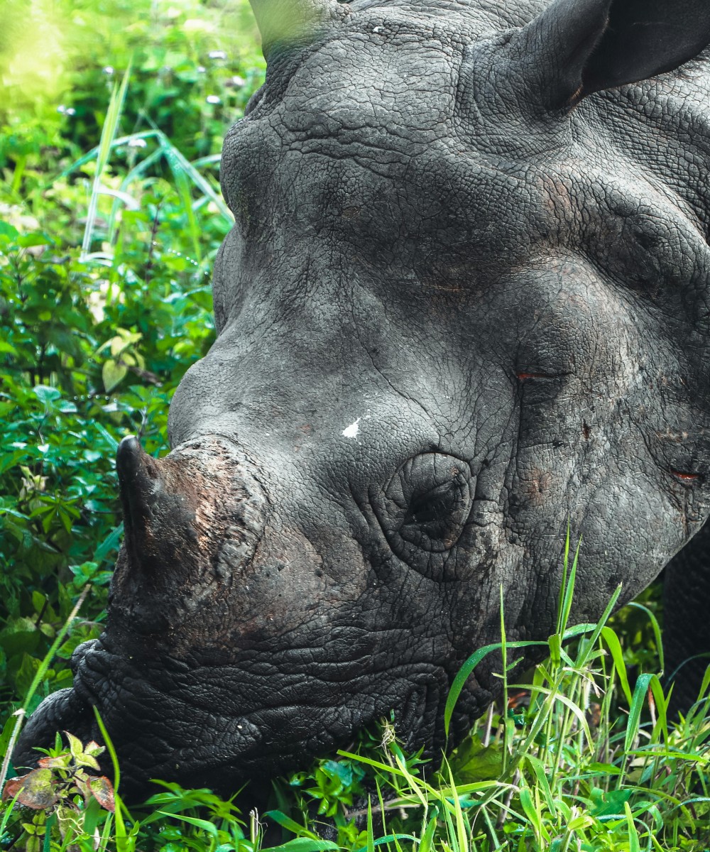 "Wildtrack Expeditions: Jeep Safari/Nature Walks"